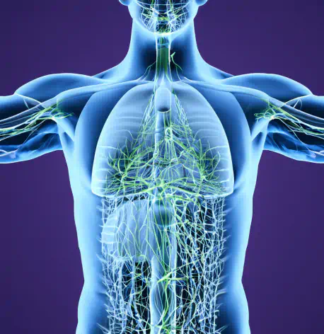 Lymphatic system