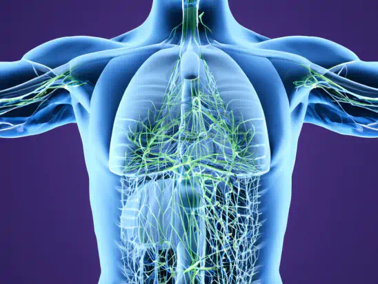 Lymphatic system