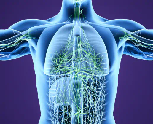 Lymphatic system